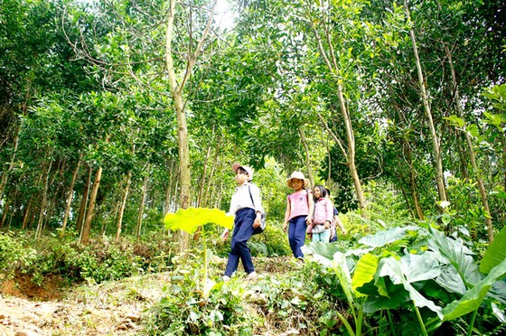 Biệt lập giữa đại ngàn ảnh 2