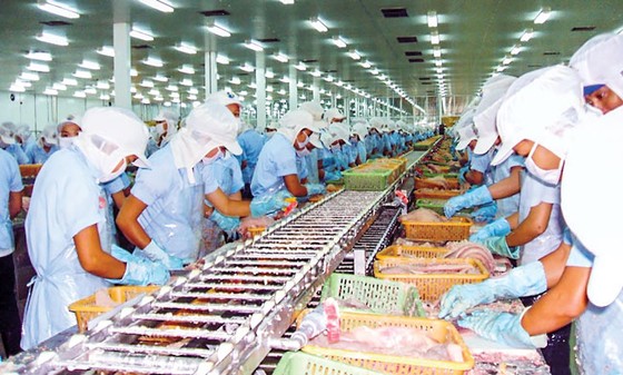 Cá tra trở lại thời hoàng kim ảnh 1