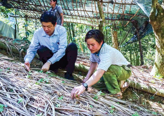 Gập ghềnh du lịch vùng sâm Ngọc Linh ảnh 2