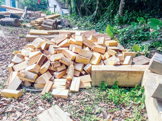 Tan tác rừng phòng hộ sông Tranh ảnh 1