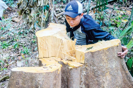 Tan tác rừng phòng hộ sông Tranh ảnh 2