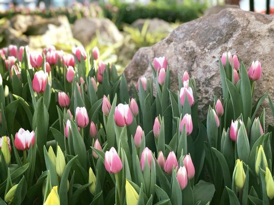 Lễ hội Tulip lớn nhất Việt Nam tại Vinpearl Nha Trang ảnh 2