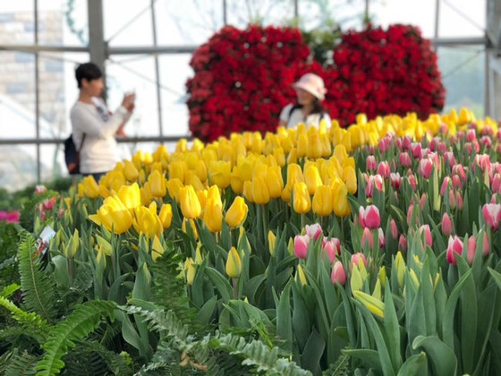Lễ hội Tulip lớn nhất Việt Nam tại Vinpearl Nha Trang ảnh 4