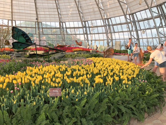Lễ hội Tulip lớn nhất Việt Nam tại Vinpearl Nha Trang ảnh 5