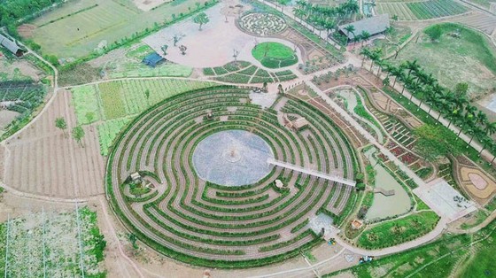 Mê hoặc đảo hoa hồng ven đê sông Hồng ảnh 1