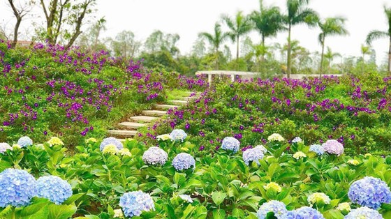 Mê hoặc đảo hoa hồng ven đê sông Hồng ảnh 2