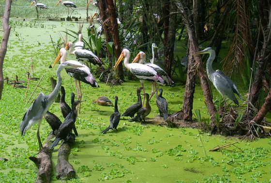 Sao Mai Trà Sư “mở mũi” xúc tiến du lịch sinh thái ảnh 1