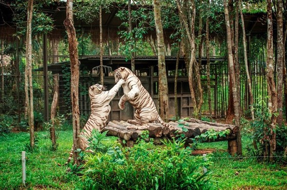 Vinpearl Safari Phú Quốc: Trải nghiệm “Tết mới”, gắn kết thiên nhiên ảnh 11