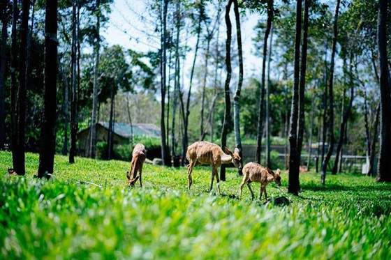 Vinpearl Safari Phú Quốc: Trải nghiệm “Tết mới”, gắn kết thiên nhiên ảnh 1
