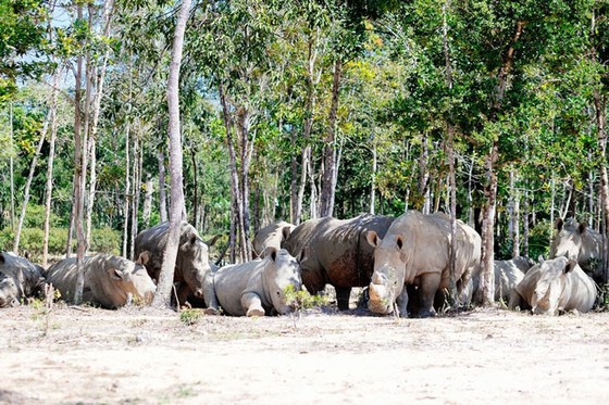 Vinpearl Safari Phú Quốc: Trải nghiệm “Tết mới”, gắn kết thiên nhiên ảnh 4