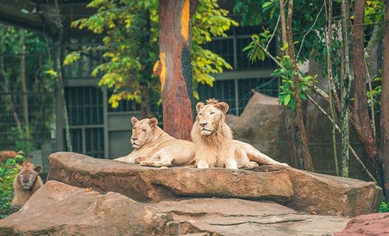 Vinpearl Safari Phú Quốc: Trải nghiệm “Tết mới”, gắn kết thiên nhiên ảnh 5