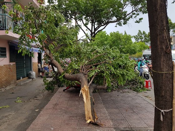 Gió lớn, cây ngã, nhà tốc mái, nhiều người bị thương ảnh 12