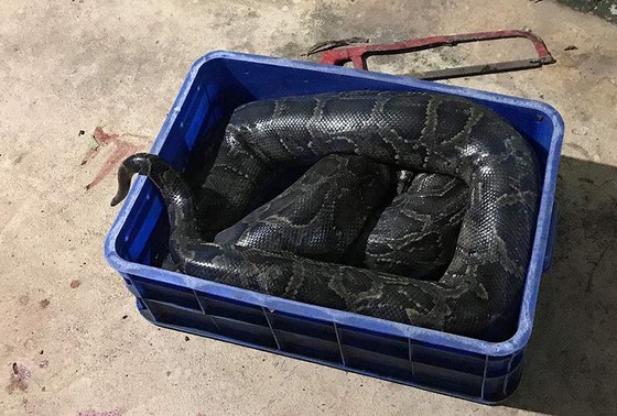 Thanh niên 20 tuổi nghi bị trăn nuôi siết chết ở tỉnh Đồng Nai ảnh 2