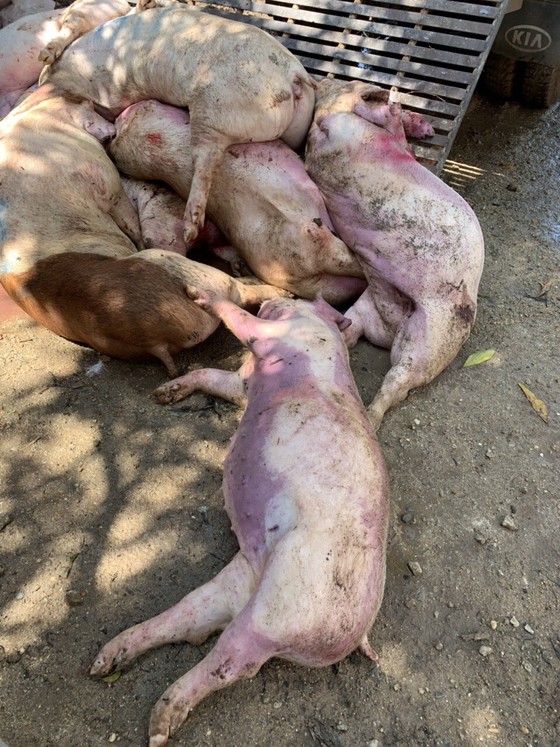 Phát hiện gần 3,5 tấn thịt heo bốc mùi nồng nặc ở cơ sở giết mổ ảnh 6