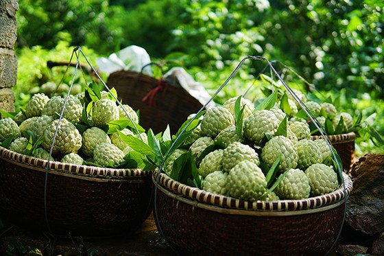 Mùa na trên núi Mặt Quỷ ảnh 9