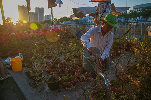 Chợ hoa xuân trên bến dưới thuyền… ảnh 4