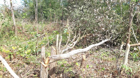 Bức xúc rừng bị phá, dân viết đơn phản ánh lên tỉnh ảnh 5