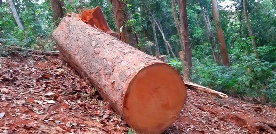 Tận thấy gỗ ‘khủng lồ” bị cưa hạ ngổn ngang ở Kon Tum ảnh 8