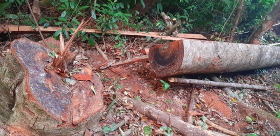 Tận thấy gỗ ‘khủng lồ” bị cưa hạ ngổn ngang ở Kon Tum ảnh 9