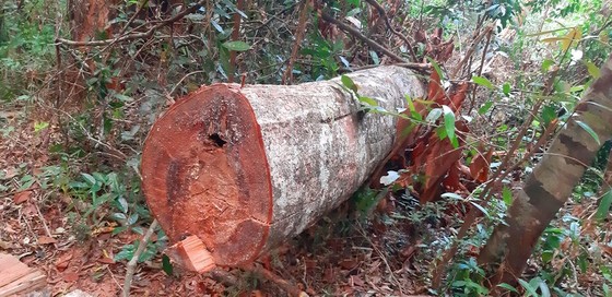 Tận thấy gỗ ‘khủng lồ” bị cưa hạ ngổn ngang ở Kon Tum ảnh 12