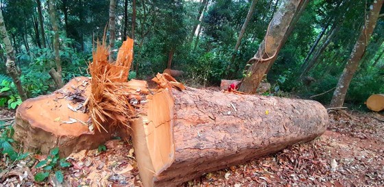 Cục Kiểm lâm vào cuộc vụ phá rừng ở Kon Tum ảnh 1