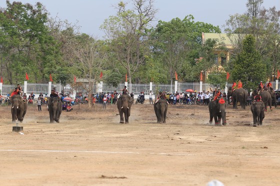 Đến xứ voi xem voi đá bóng ảnh 7