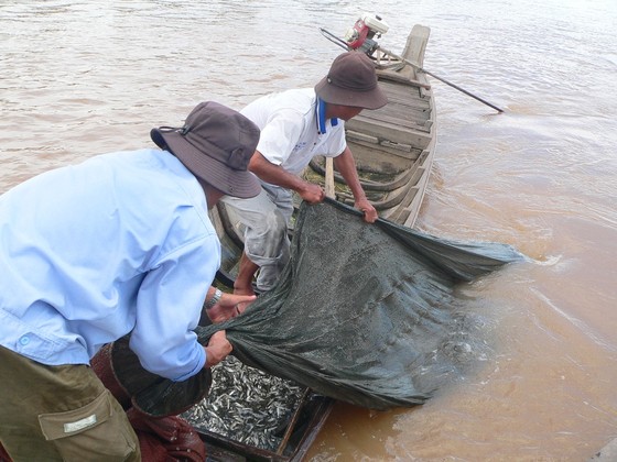 Lũ đầu nguồn tại Tân Châu, Châu Đốc vượt báo động 2 ảnh 2
