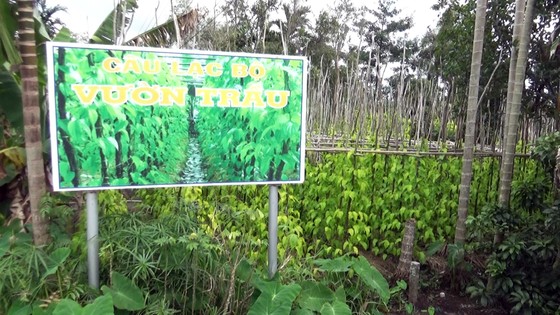 Lá trầu xuất khẩu sang Trung Quốc được giá, người trồng lãi cao ảnh 5