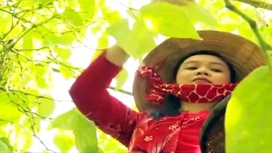 Lá trầu xuất khẩu sang Trung Quốc được giá, người trồng lãi cao ảnh 6