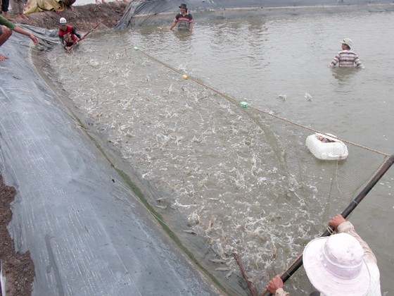 Biến phụ phẩm tôm gây ô nhiễm thành sản phẩm có giá trị gia tăng cao ảnh 1