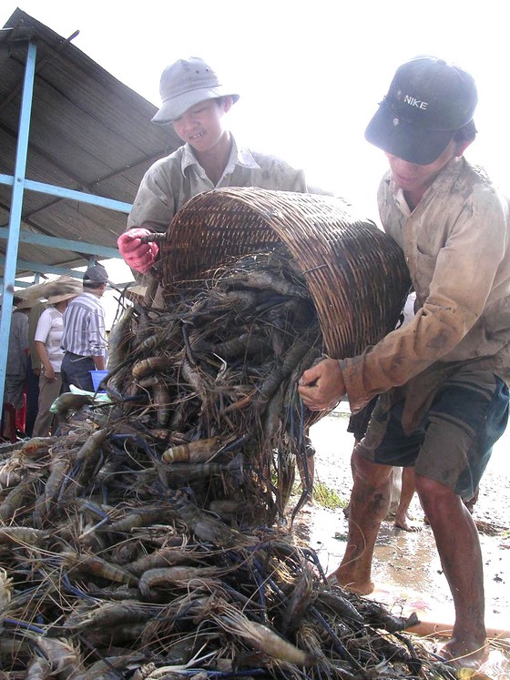 Biến phụ phẩm tôm gây ô nhiễm thành sản phẩm có giá trị gia tăng cao ảnh 2