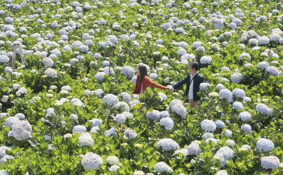 Tìm giải pháp phát triển du lịch gắn với nông nghiệp bền vững ảnh 2