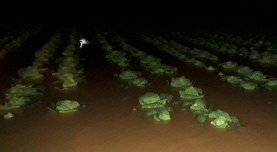 Đà Lạt: Mưa dữ dội, nhiều nơi ngập nặng ảnh 3
