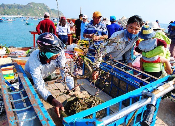 Tết theo những con tàu ra đảo Nhơn Châu ảnh 1