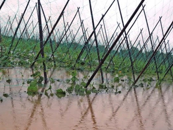 Mưa lớn kéo dài, người dân điêu đứng ảnh 1