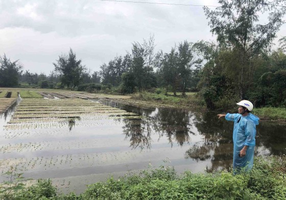 Hoa màu ngập úng vì… dự án lấp mương? ảnh 1