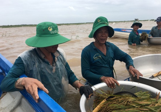 Nông dân ĐBSCL lo gặt lúa, thu hoạch hoa màu chạy lũ ảnh 5