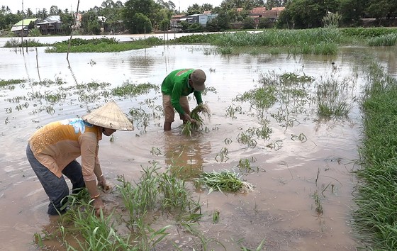 Nông dân ĐBSCL lo gặt lúa, thu hoạch hoa màu chạy lũ ảnh 4
