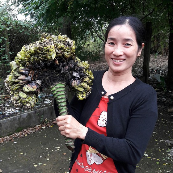 Người dân tò mò xem bắp chuối có hình thù kỳ lạ ảnh 2
