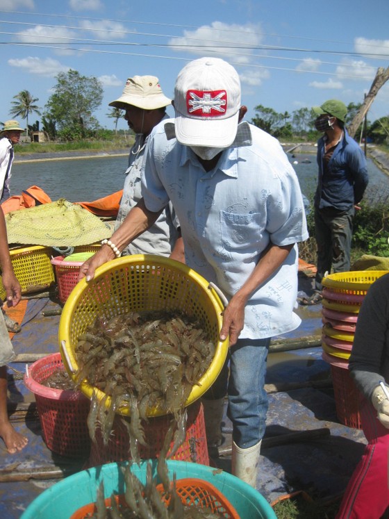 Tôm thẻ ở ĐBSCL giảm giá mạnh, nông dân khóc ròng ảnh 1