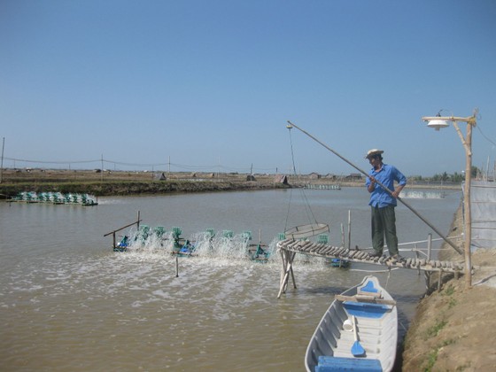 Tôm thẻ ở ĐBSCL giảm giá mạnh, nông dân khóc ròng ảnh 2
