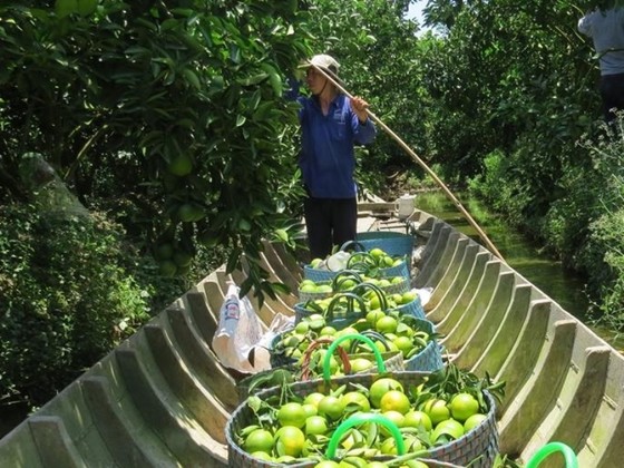 ĐBSCL: Giá cam giảm mạnh, nhà vườn thua lỗ ảnh 1