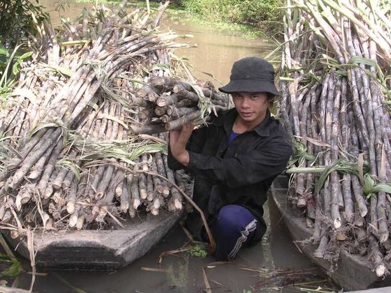 Nông dân ĐBSCL sẽ phá bỏ hàng ngàn ha mía ảnh 2
