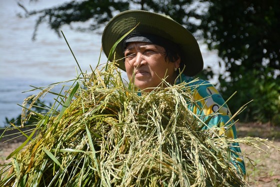 Lũ 2018 làm mất trắng khoảng 2.000ha lúa ở ĐBSCL ảnh 2