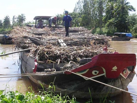 Khẩn trương tiêu thụ hàng ngàn ha mía ngập lũ ở Hậu Giang ảnh 1