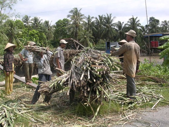 ĐBSCL: Thu hoạch mía chạy lũ bị lỗ 15 đến 20 triệu đồng/ha ảnh 1