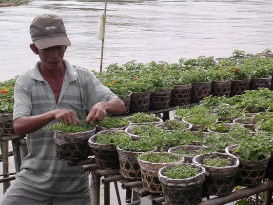 Hơn 15 triệu chậu hoa kiểng phục vụ tết Kỷ Hợi 2019 ảnh 1