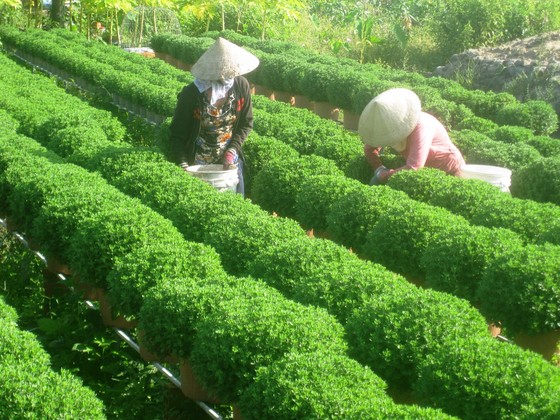 Hơn 15 triệu chậu hoa kiểng phục vụ tết Kỷ Hợi 2019 ảnh 2