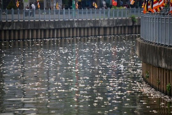 Cải thiện nguồn nước nhằm hạn chế cá chết trên kênh Nhiêu Lộc - Thị Nghè ảnh 1