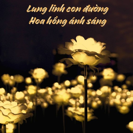 Con đường ánh sáng được kết với 500 bông hồng khổng lồ ở Hội An ảnh 1
